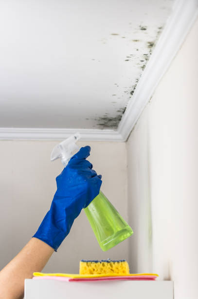 Best Bathroom Mold Remediation in Richland, WA